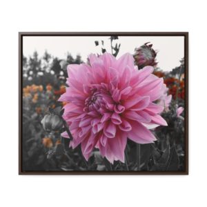 Dahlia surprise, Framed