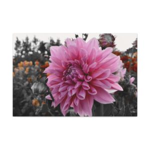 Dahlia surprise, Canvas Stretched, 1.5''